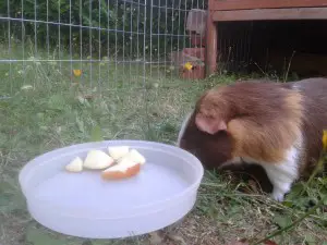 can i give my guinea pig apples