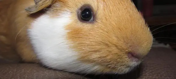can guinea pigs blink