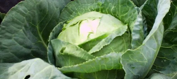 can guinea pigs eat spring cabbage